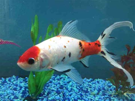 aquatic vet near me|koi vet near me.